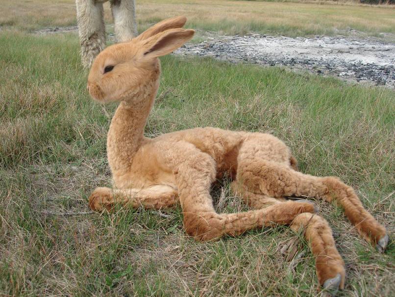 13043734 734326283377198 5408714320125461089 n