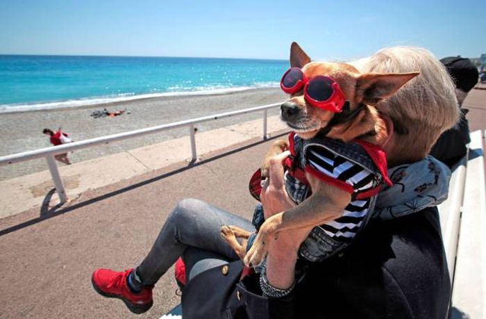 adorable or is this dog secretly miserable