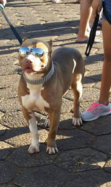 all the other dogs think this guy is a cop