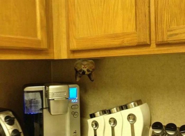 and you thought ghosts were taking the cereal