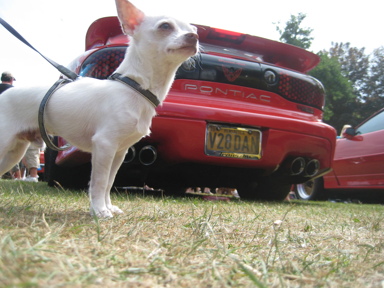 Bailey guarding the Trans-Am and the shiny tail pipes.