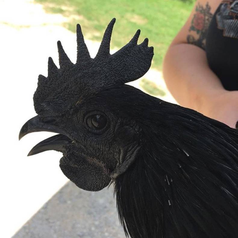 burger king just got a new idea for a chicken sandwich