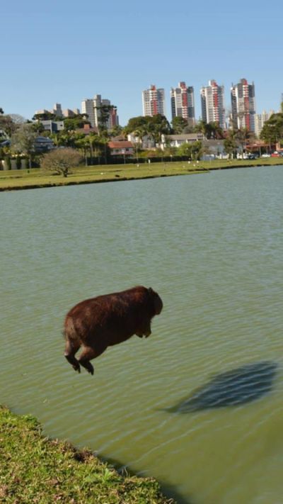 cannon ball