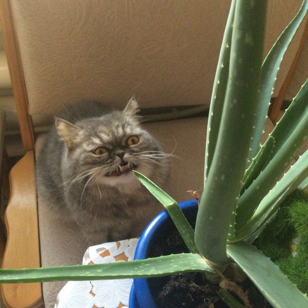 cat is super pissed his salad keeps biting back