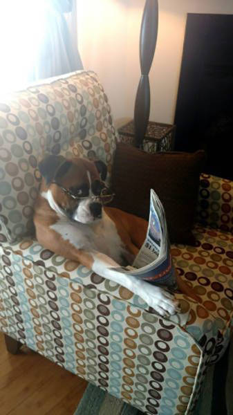 do not ask this dog for another loan do not