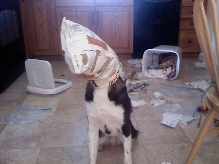 dog knew if he kept still nobody would find him