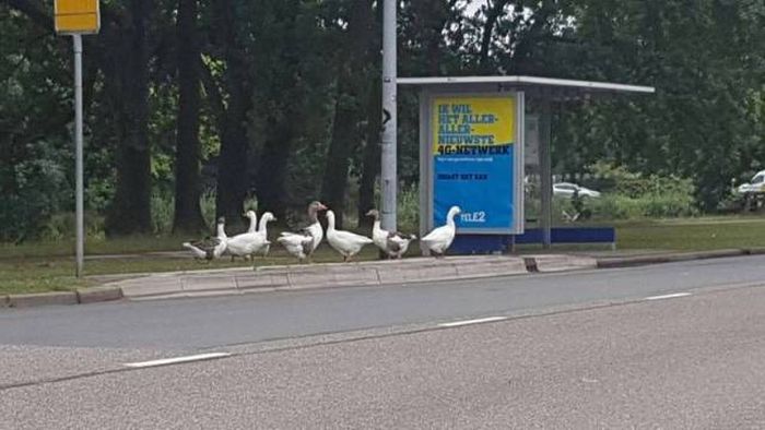 everyone had to get to work somehow