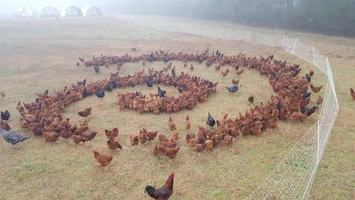 follow the feathery road