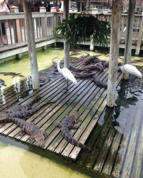 for alligators this is the equivalent of the last slice of pizza in the box
