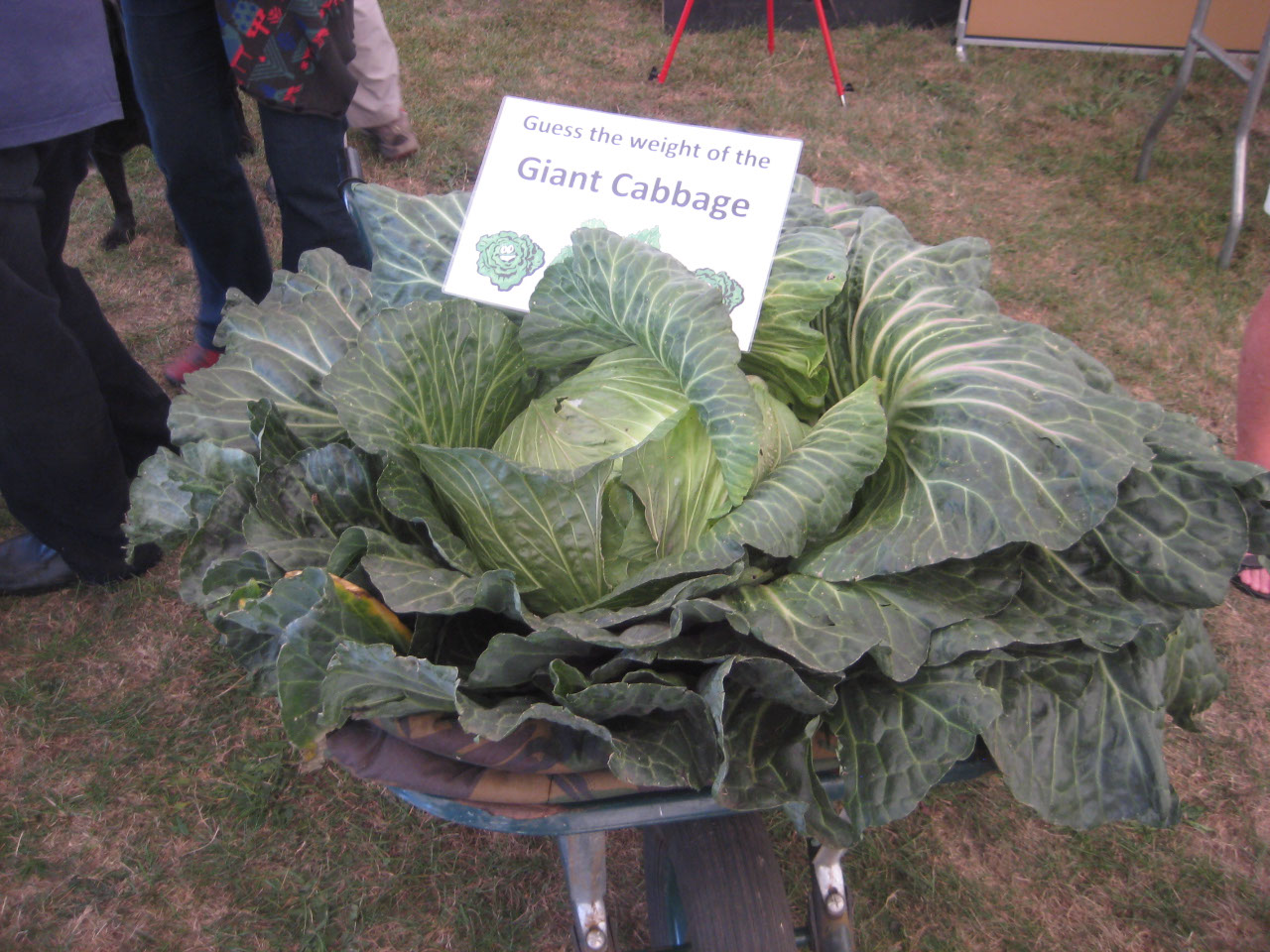 Giant Cabbage in a wheel barrow