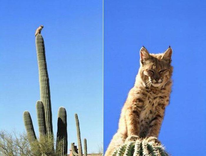 hippie cat doesn t want the cactus chopped down for the new housing development