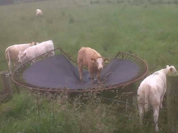 how do you think he got over the moon