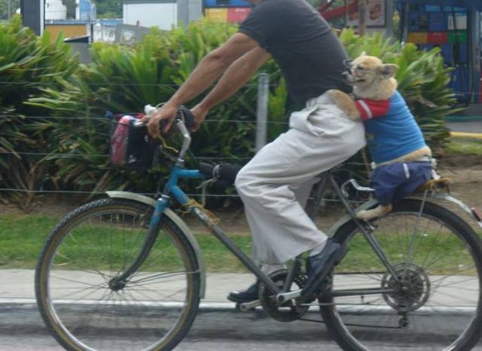 hurry jeeves to the hydrant at once