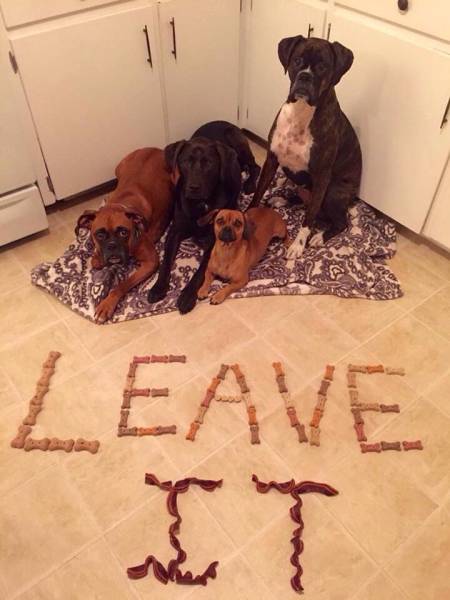 i would fail as a dog
