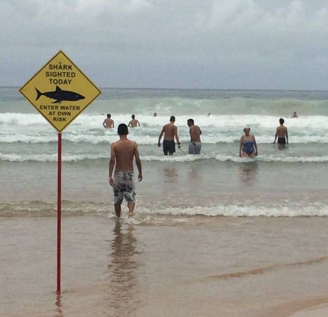 if youre gonna go out might as well be eaten by a shark