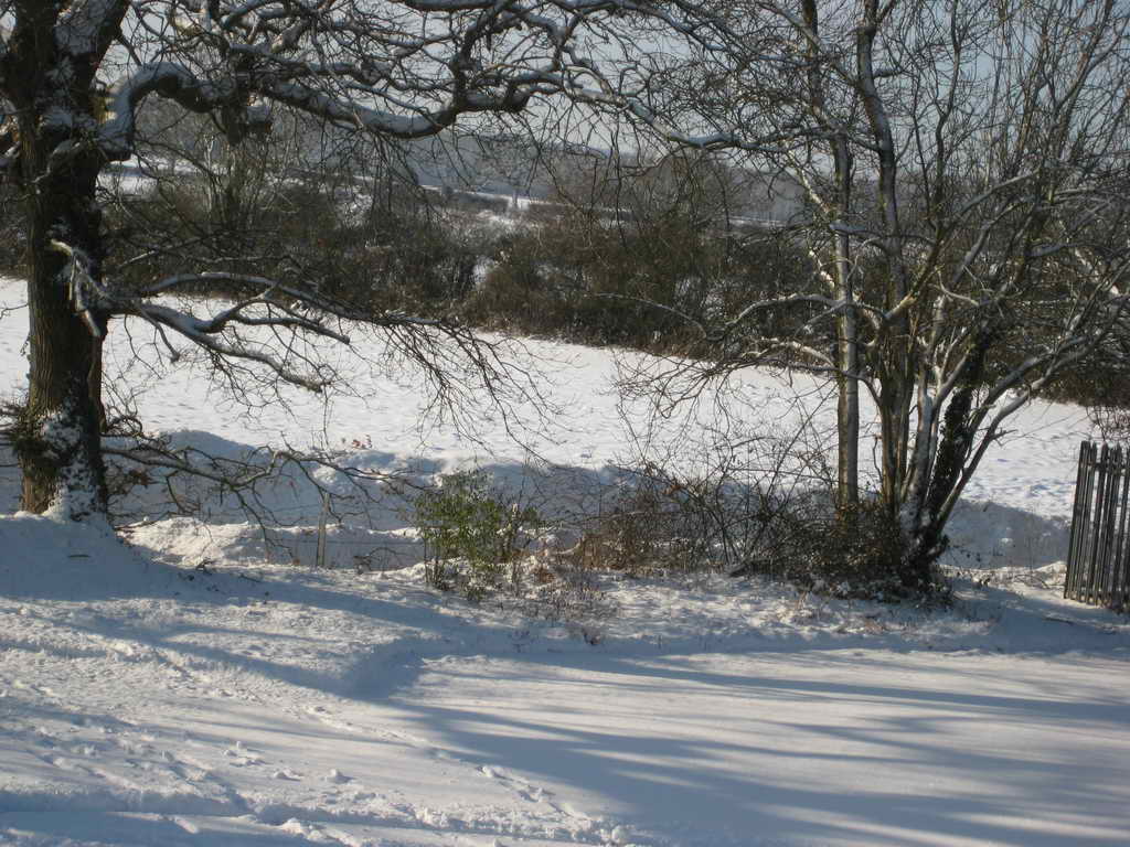 IMG 4531