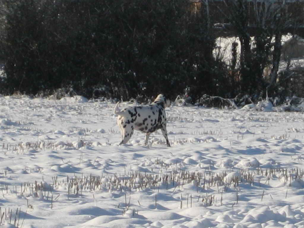 IMG 4538