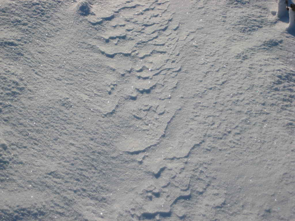 IMG 4547