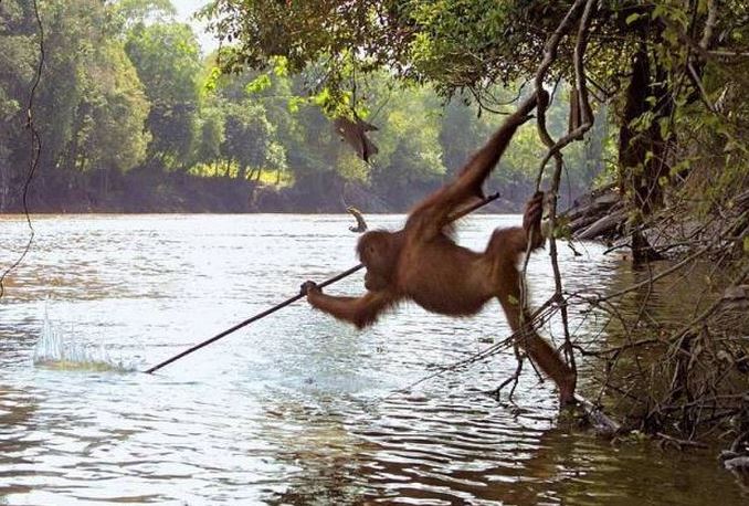 just an orangutan using a tool to fish so it begins