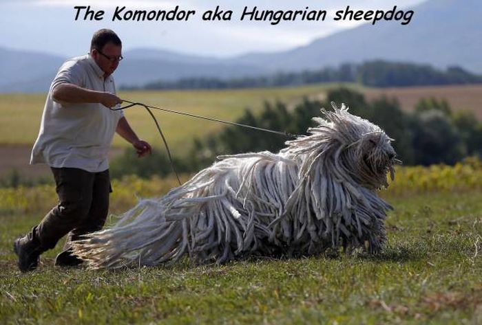 just taking the mop for a walk