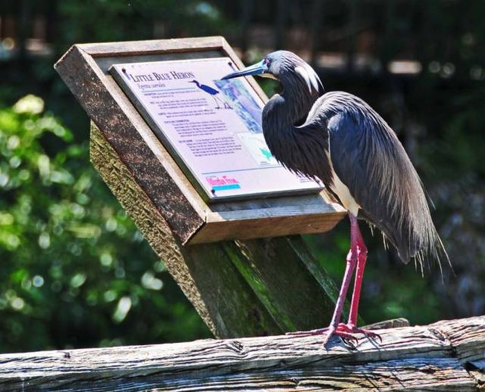matchcom for blue herons