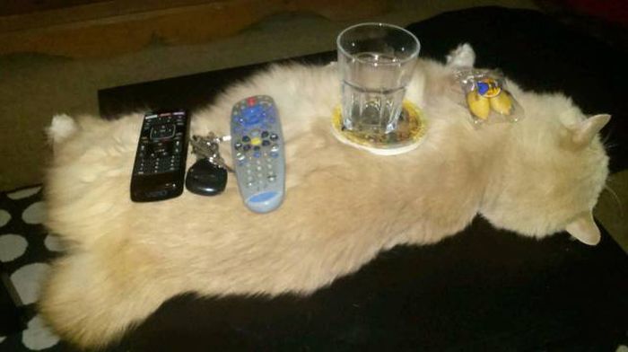 maybe its time to check on the cat