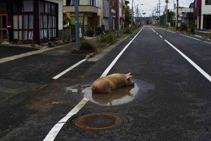 no bad bacon including road bacon