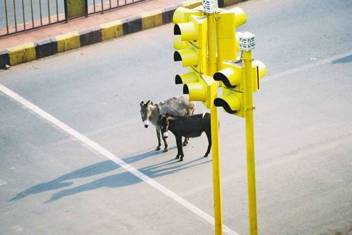 obeying traffic likes like everyone else
