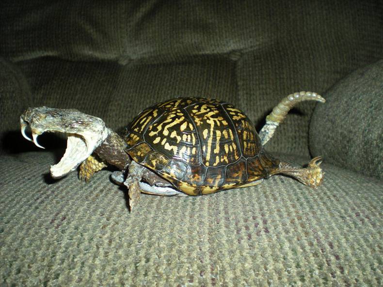 papa snake has some explaining to do
