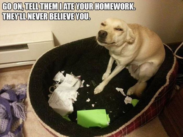 sadistic dog is sadistic
