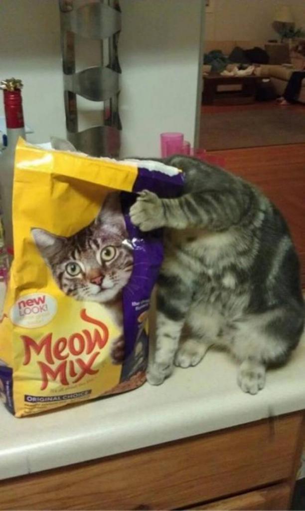 sadly mr whiskers soul was trapped in that bag