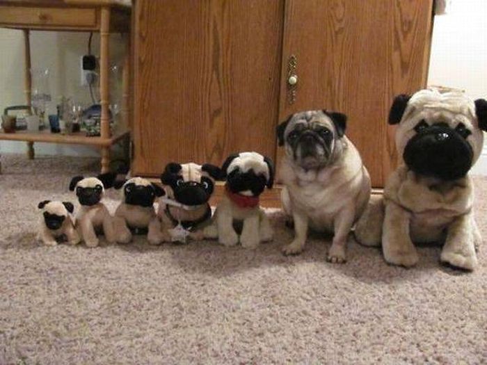 sir pugsly is hoping you can t spot him
