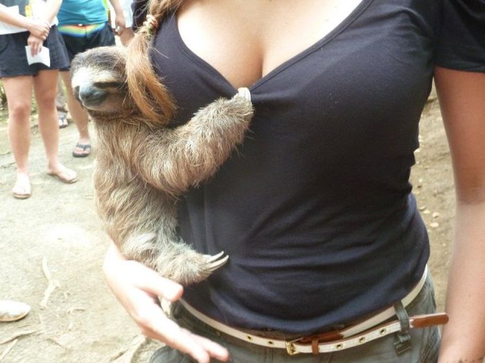 sloth is a total perv just look at that face