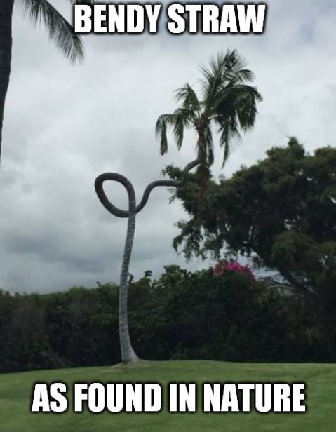 so that is where bendy straws come from the more you know