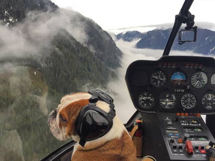 the dog said he had his pilot license so nothing to worry about