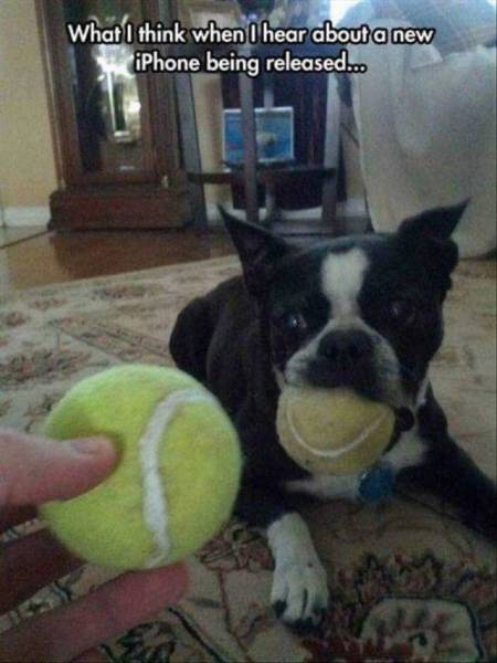 the dog will spit out the tennis ball and grab the new one works every time