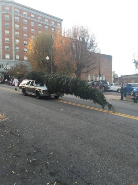 the griswolds finally got that damn tree