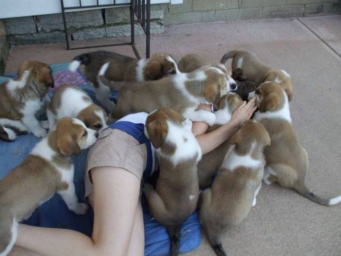 the puppies slowly realized their owner wasn t waking up and they d have to eat her to survive s