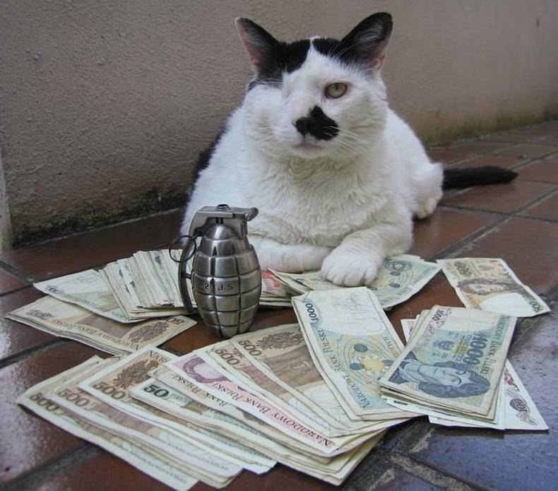 this boss ran a purrfect operation