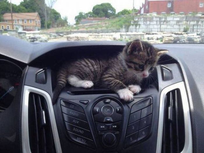 this car has a kitten compartment