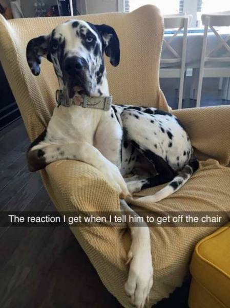 this dog buried all the fucks he doesn t give in the backyard