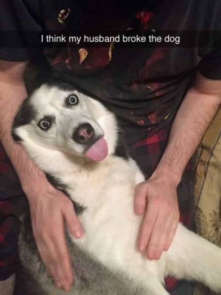 this dog clearly celebrated 420