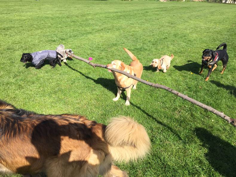 this dog just won