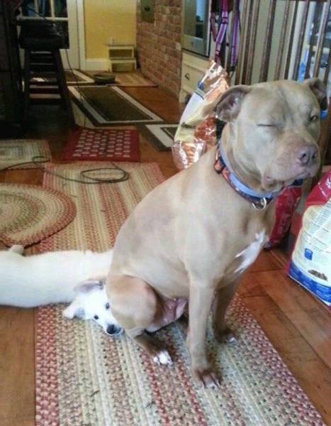this dog really wanted his water money
