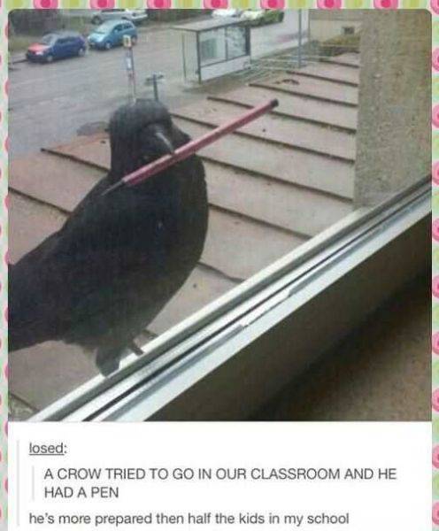 this is actually a whacky comedy movie about a student who swapped bodies with a bird