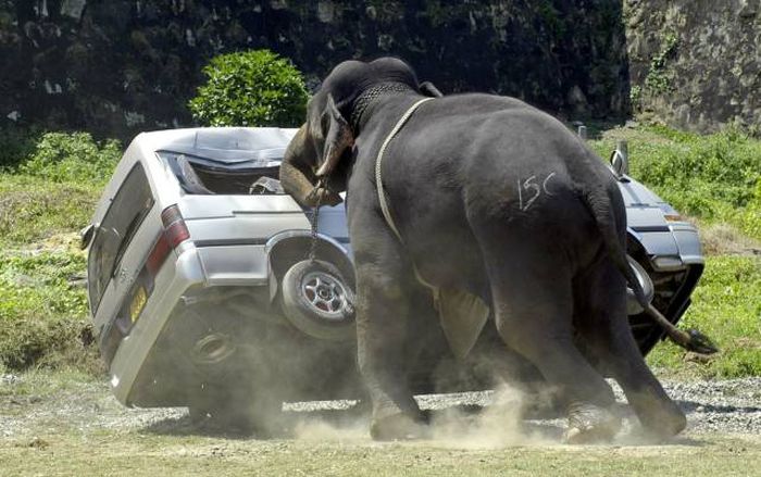 this is the elephant version of jurassic park