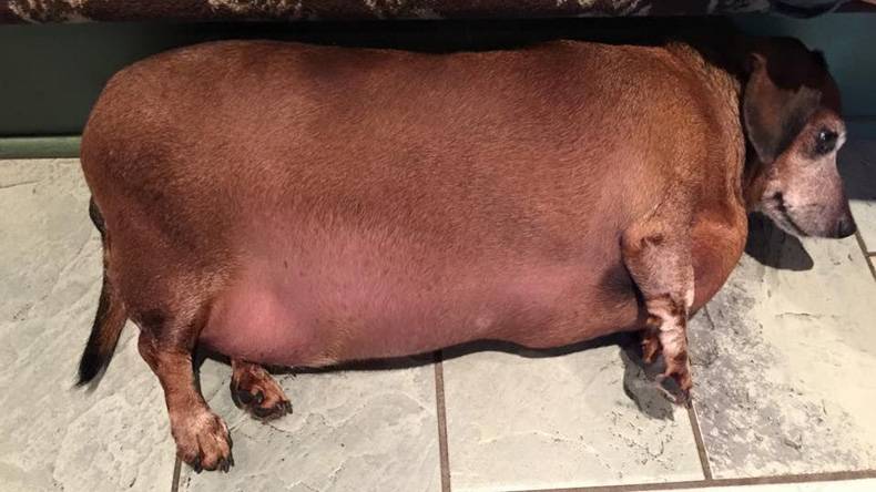 this is what you call a bbw big beautiful weiner