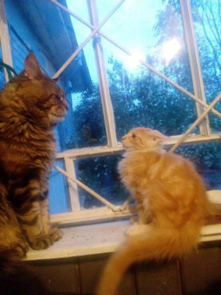 this little pussy always has to give up his cat nip money