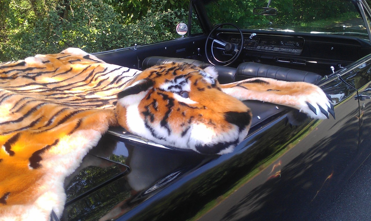 Tiger on the Plymouth Fury