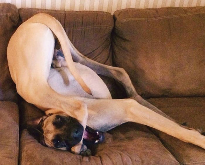 trying to master the art of downward dog